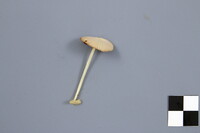 Conocybe apala image